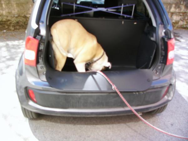 Kofferraumwanne Ignis